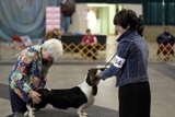 2012 National Specialty Puppy Sweepstakes